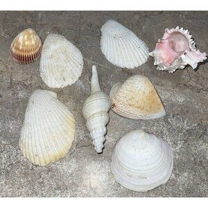 8 Medium - Small Sea shells Conch Clam Shells Ocean Crafts Approx 2.5- 5 in